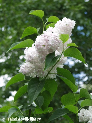 Syringa Vulgaris 'Beauty of Moscow'